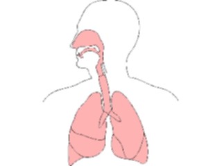 Sticker Custom Preview Image #014803 Anatomy Respiratory System3