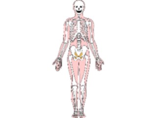 Sticker Custom Preview Image #014805 Anatomy Skeleton01