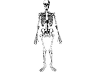 Sticker Custom Preview Image #014806 Anatomy Skeleton02