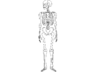 Sticker Custom Preview Image #014807 Anatomy Skeleton03