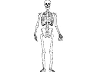 Sticker Custom Preview Image #014810 Anatomy Skeleton06