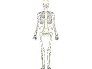 Sticker Custom Preview Image #014811 Anatomy Skeleton07