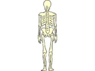 Sticker Custom Preview Image #014812 Anatomy Skeleton08