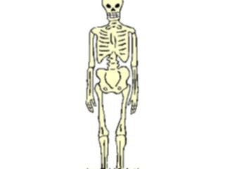 Sticker Custom Preview Image #014816 Anatomy Skeleton12