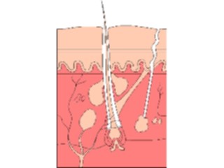 Sticker Custom Preview Image #014820 Anatomy Skin Cross Section2