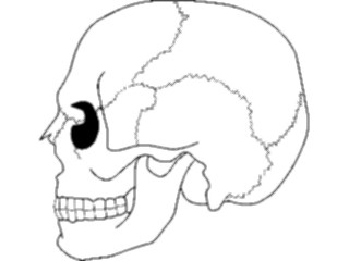 Sticker Custom Preview Image #014823 Anatomy Skull03