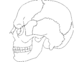 Sticker Custom Preview Image #014824 Anatomy Skull04