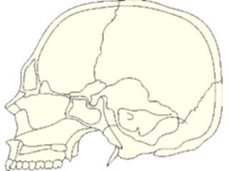 Sticker Custom Preview Image #014828 Anatomy Skull08