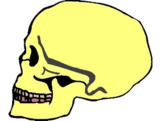 Sticker Custom Preview Image #014829 Anatomy Skull09