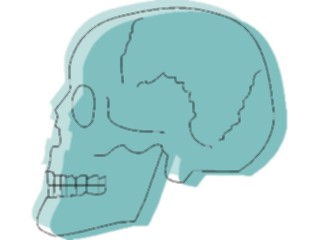 Sticker Custom Preview Image #014834 Anatomy Skull14