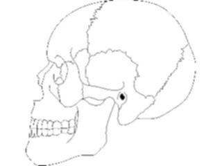 Sticker Custom Preview Image #014836 Anatomy Skull Lateral View