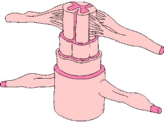 Sticker Custom Preview Image #014839 Anatomy Spinal Cord