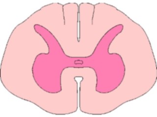 Sticker Custom Preview Image #014840 Anatomy Spinal Cord Cross Section1