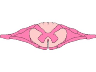 Sticker Custom Preview Image #014841 Anatomy Spinal Cord Cross Section2