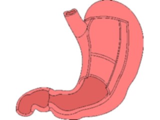 Sticker Custom Preview Image #014847 Anatomy Stomach