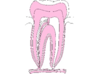 Sticker Custom Preview Image #014852 Anatomy Tooth