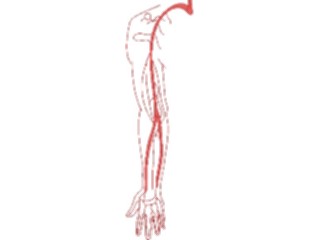 Sticker Custom Preview Image #014857 Anatomy Vasculature Arm1