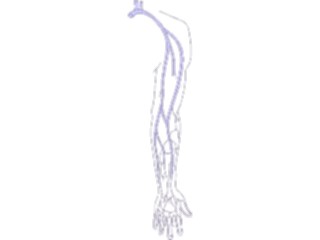 Sticker Custom Preview Image #014859 Anatomy Vasculature Arm3