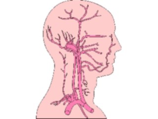 Sticker Custom Preview Image #014860 Anatomy Vasculature Head