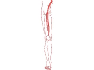 Sticker Custom Preview Image #014861 Anatomy Vasculature Leg1