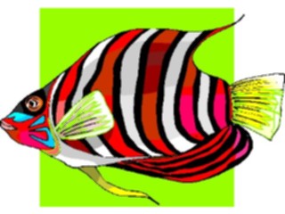 Sticker Custom Preview Image #014889 Animals Aquatic Angel Fish15