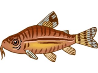 Sticker Custom Preview Image #014944 Animals Aquatic Catfish Corydoras3