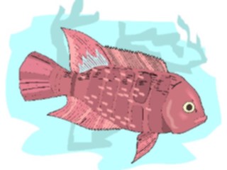 Sticker Custom Preview Image #014946 Animals Aquatic Cichlid