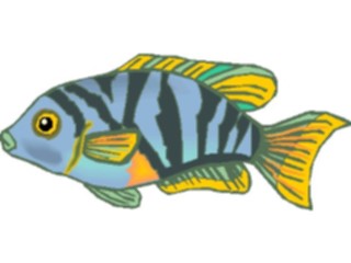 Sticker Custom Preview Image #014948 Animals Aquatic Cichlid Convict Female