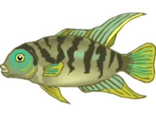 Sticker Custom Preview Image #014949 Animals Aquatic Cichlid Convict Male