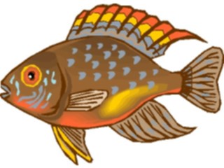 Sticker Custom Preview Image #014950 Animals Aquatic Cichlid Dwarf1