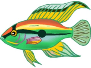 Sticker Custom Preview Image #014951 Animals Aquatic Cichlid Dwarf2