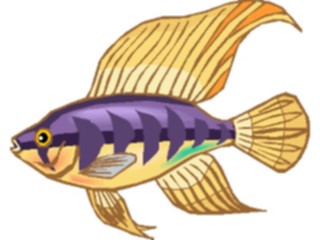 Sticker Custom Preview Image #014953 Animals Aquatic Cichlid Dwarf4