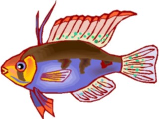 Sticker Custom Preview Image #014954 Animals Aquatic Cichlid Dwarf5