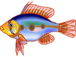 Sticker Custom Preview Image #014955 Animals Aquatic Cichlid Dwarf6