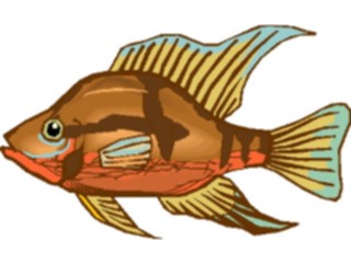 Sticker Custom Preview Image #014958 Animals Aquatic Cichlid Firemouth