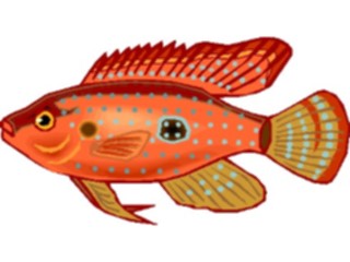 Sticker Custom Preview Image #014959 Animals Aquatic Cichlid Jewel