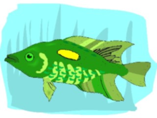 Sticker Custom Preview Image #014960 Animals Aquatic Cichlid Mozambique