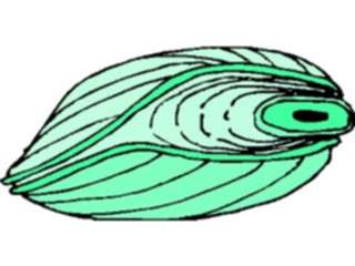 Sticker Custom Preview Image #014966 Animals Aquatic Clam5