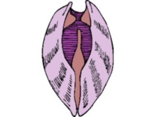 Sticker Custom Preview Image #014968 Animals Aquatic Clam7