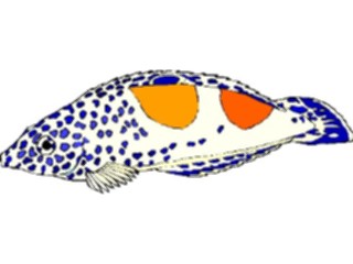 Sticker Custom Preview Image #014973 Animals Aquatic Clown Wrasse