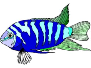 Sticker Custom Preview Image #014978 Animals Aquatic Convict Cichlid1