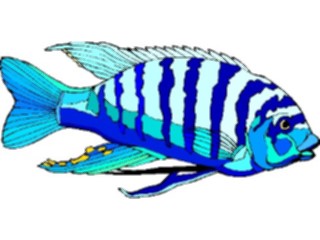 Sticker Custom Preview Image #014979 Animals Aquatic Convict Cichlid2