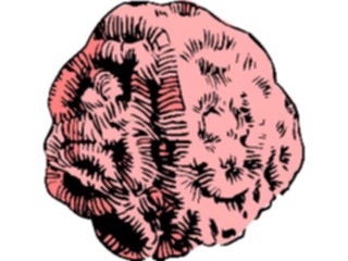 Sticker Custom Preview Image #014982 Animals Aquatic Coral02