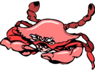 Sticker Custom Preview Image #015009 Animals Aquatic Crab07