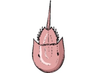 Sticker Custom Preview Image #015030 Animals Aquatic Crab Horseshoe1