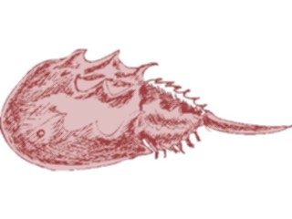 Sticker Custom Preview Image #015031 Animals Aquatic Crab Horseshoe2