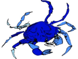 Sticker Custom Preview Image #015032 Animals Aquatic Crab Sketch