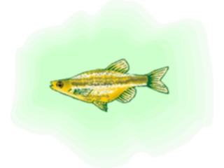 Sticker Custom Preview Image #015037 Animals Aquatic Danio4