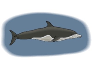 Sticker Custom Preview Image #015072 Animals Aquatic Dolphin28
