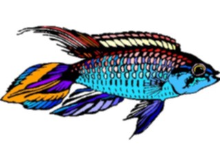 Sticker Custom Preview Image #015089 Animals Aquatic Dwarf Cichlid1